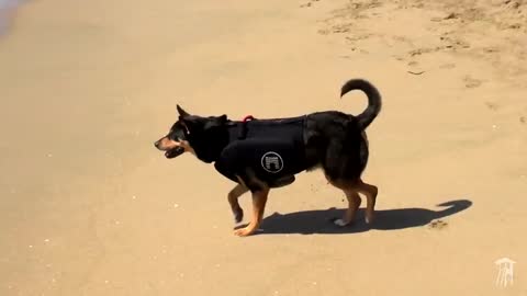 Amazing Surfing Dogs!