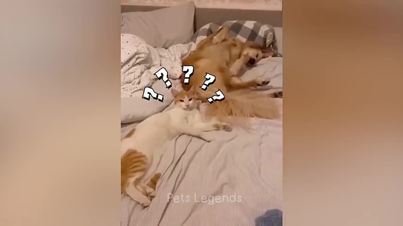 Funny Animal Video