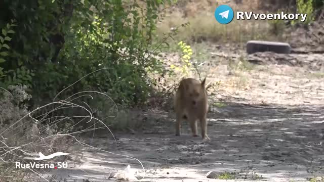 07.06.2022 Chronicle of military operations "Russia - Ukraine"
