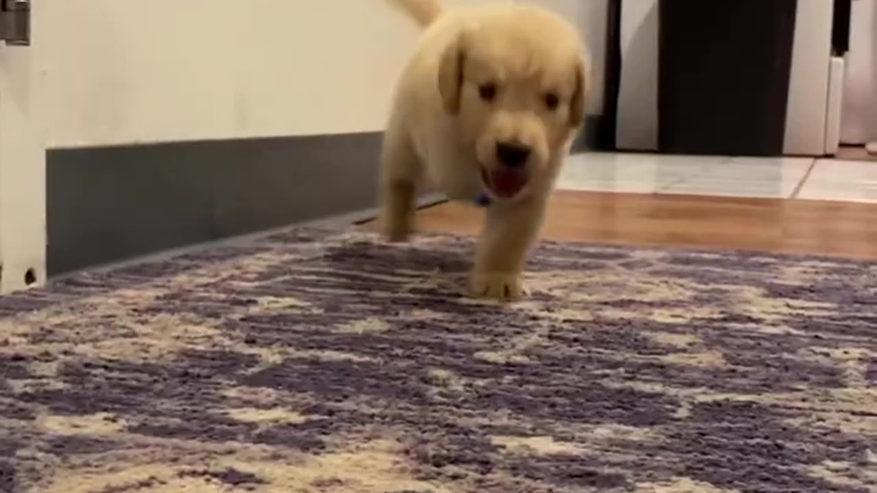 3 Lagged puppies