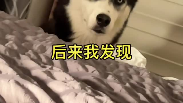 Erha, who doesn’t have a silly dog, the content is too real, I’m not a dog