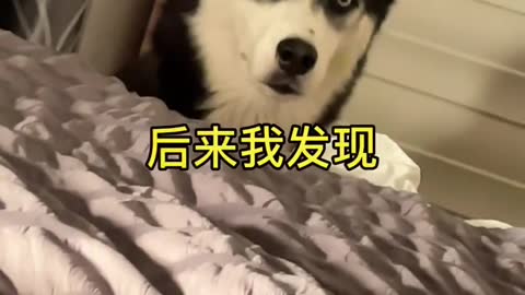 Erha, who doesn’t have a silly dog, the content is too real, I’m not a dog