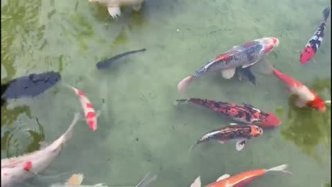 Fish 🐠🐟🐟🐟🐟🐟