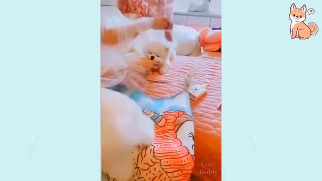 Cute Puppies Cute Funny and Smart Dogs Cute Buddy