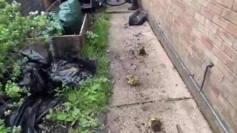 Usual suspect breaks into a British woman's house to steal her bicycle.