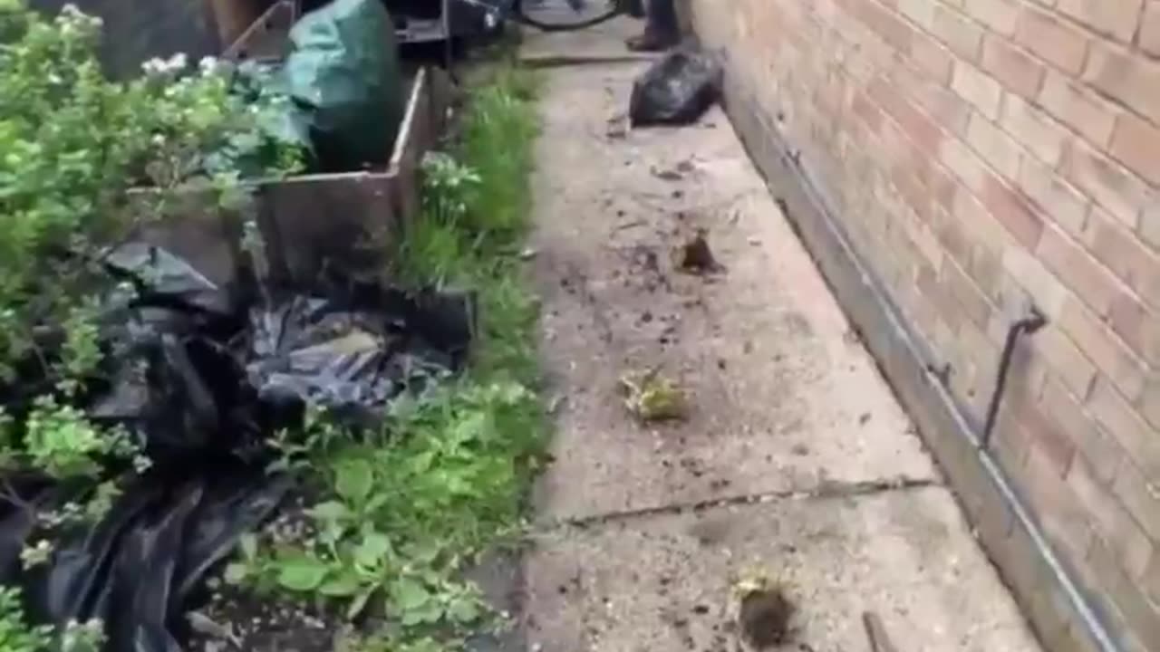 Usual suspect breaks into a British woman's house to steal her bicycle.