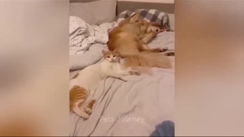 Hilarious Start_ The Funniest Animal Video Ever!