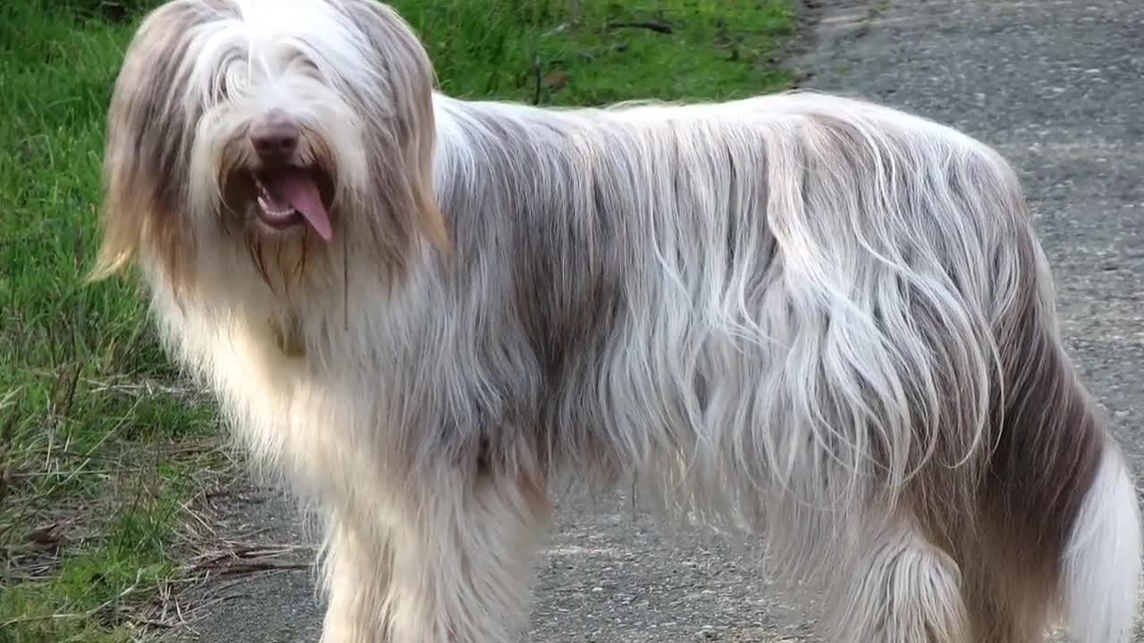 TOP 10 FLUFFIEST DOG BREEDS IN THE WORLD