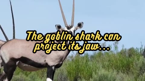 Animal Facts Goblin Shark Jaw #shorts