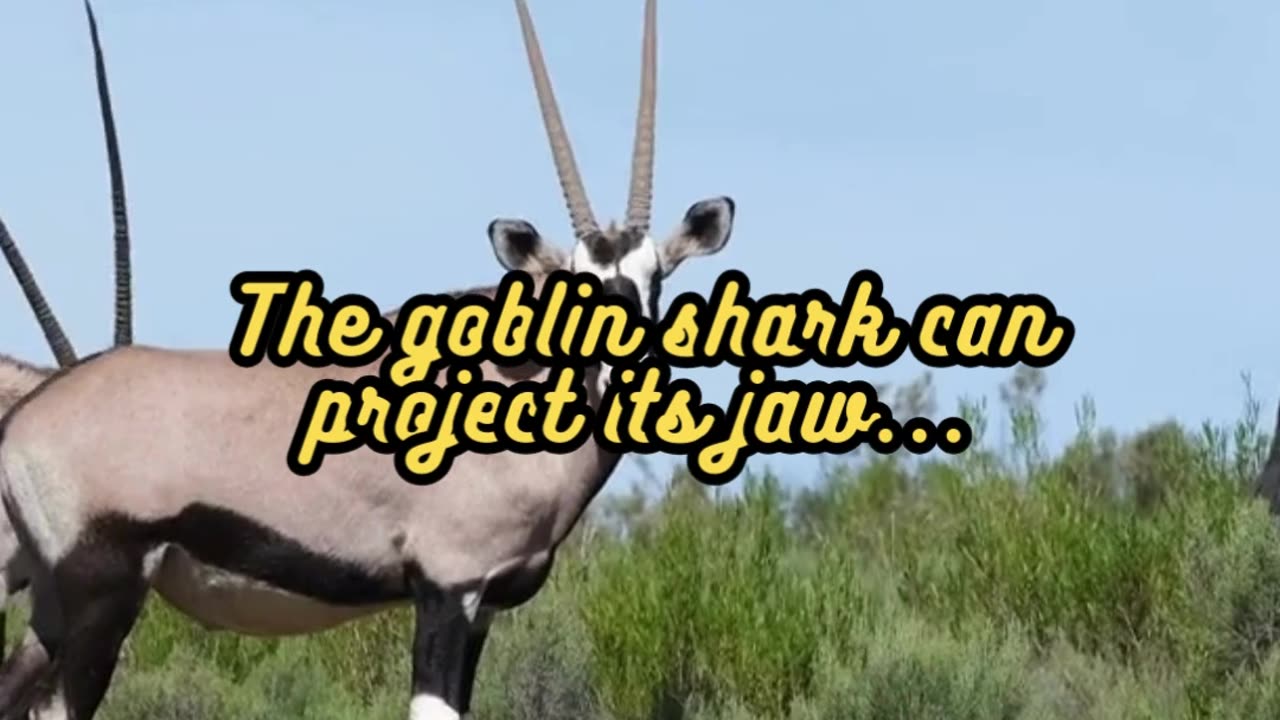 Animal Facts Goblin Shark Jaw #shorts