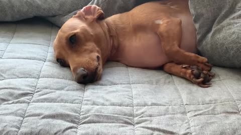 Dachshund falling asleep