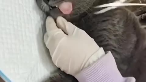 Cute animals cat