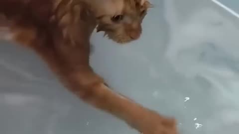 Cats DoingThings funny