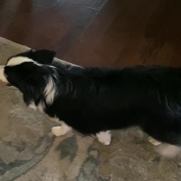 Maverick grumbling about the agility show