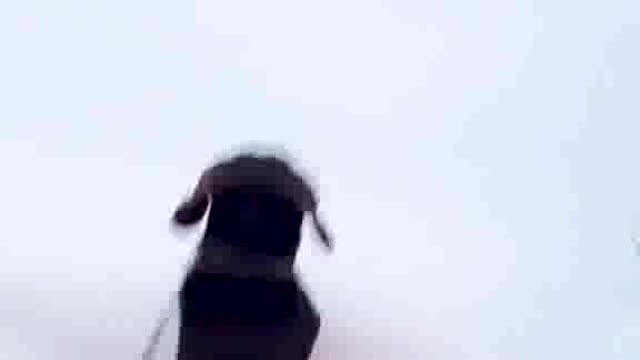 Dogs VS Snow