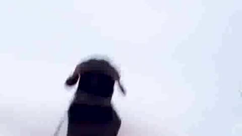 Dogs VS Snow