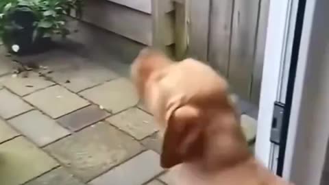 Dog helps cat to enter into room