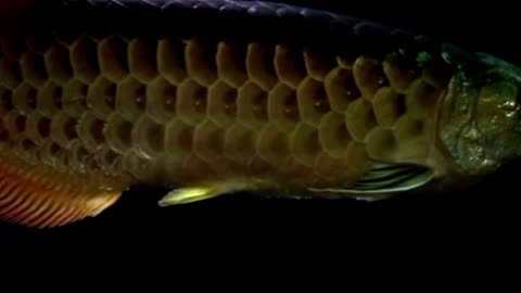 Super ornamental fish arowana,