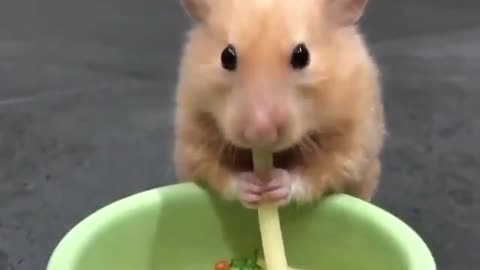 Rat eating,🥰🥰🥰🥰🥰😍😍😍😍