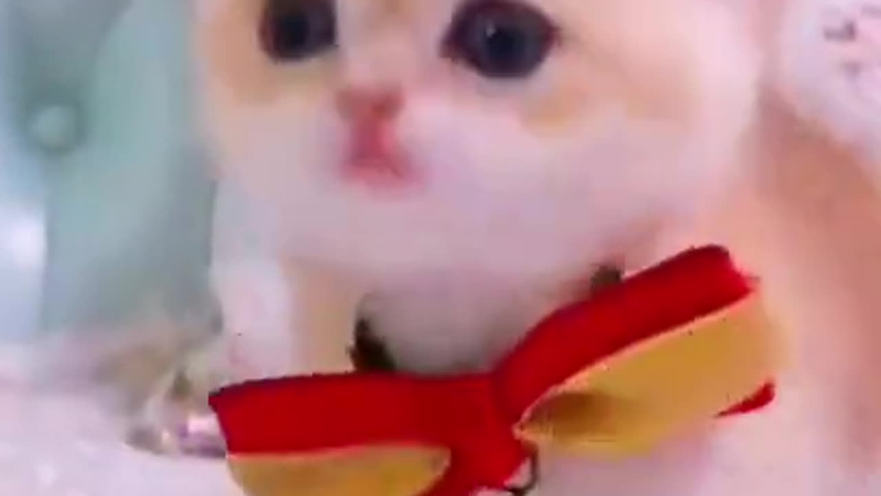 funny cat videos