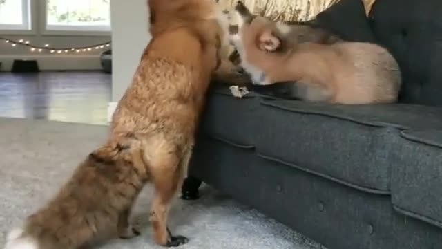 Love Fox! :)