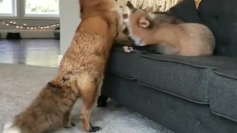 Love Fox! :)