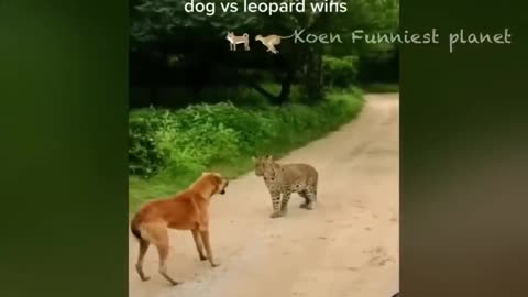 funny animals video 2024