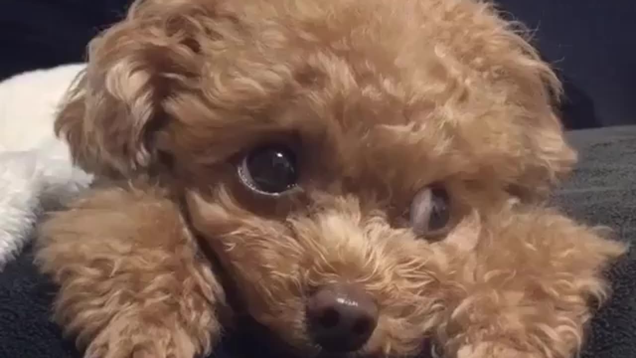 Cute and funny animals