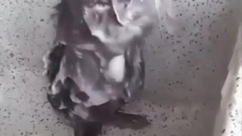 Funny mouse ine bathroom