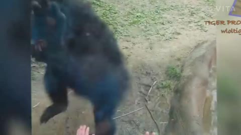 Zoo video