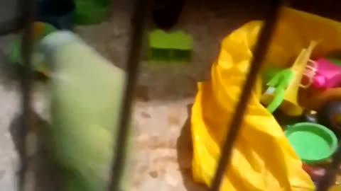 Parrot is playing with different (mukhtalif) toys(mithu khailono k sath khail raha ha)