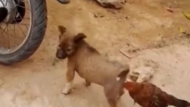 Funny pets compilation #11