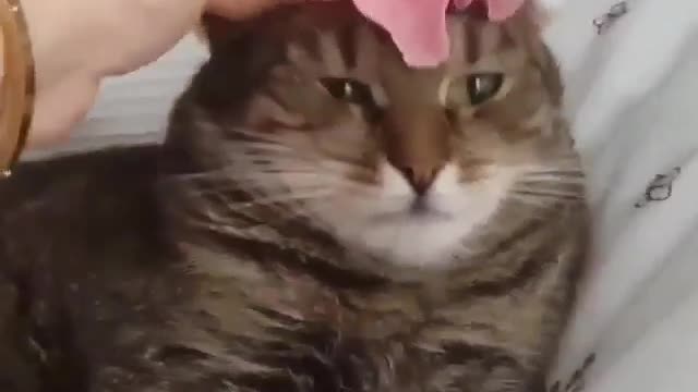 Funny and Cute Cat Videos #265