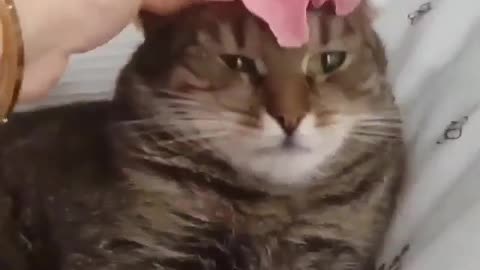 Funny and Cute Cat Videos #265