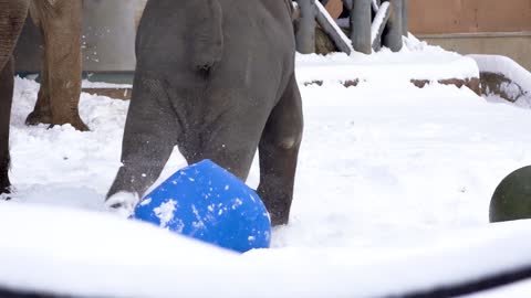 Philemon the elephant thinks that the old barrel is a great football.