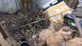 Cat is hunting "Meow!!"