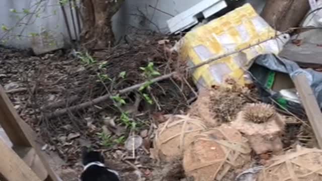 Cat is hunting "Meow!!"