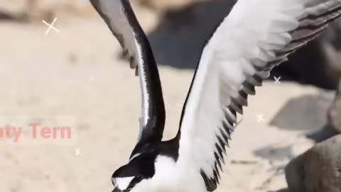 Top 10 Amazing facts