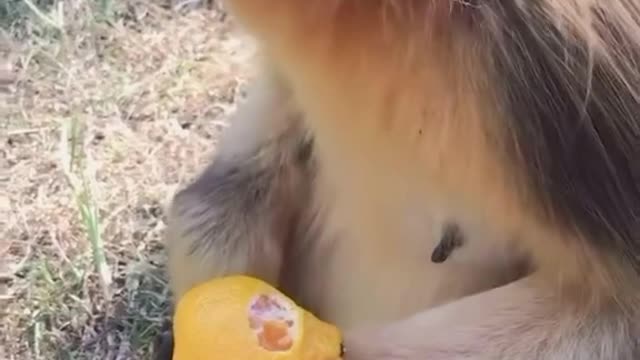 When the monkey eats an orange