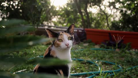 Feline kitty cunning in the gaze of his eyes😂