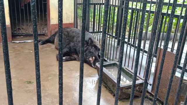 Look, this boar, it's much bigger than I thought.