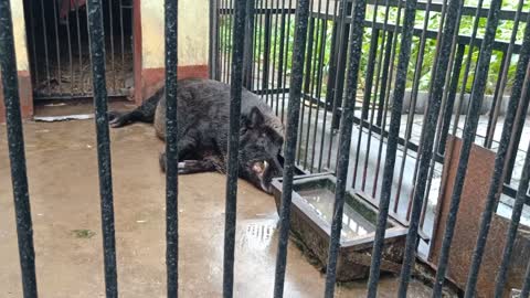 Look, this boar, it's much bigger than I thought.
