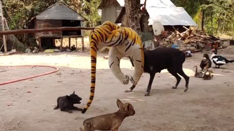 Wow Nice!!! Fake Tiger Prank Dog Try To Stop Laugh Challenge Pranks.mp4