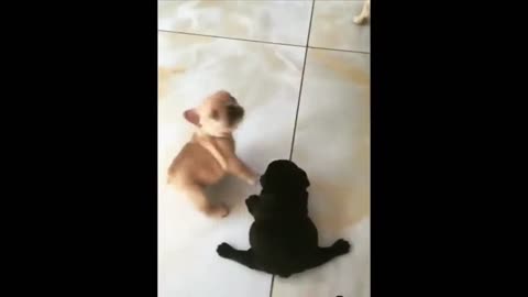 Cutest puppies p31 #short