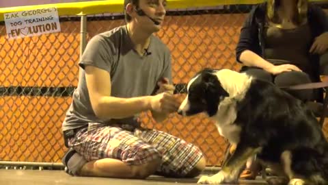 Train your dog in no time