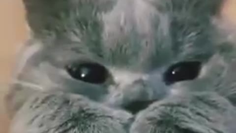 💞😆Cats_and_dogs_fighting_very_funny😂||_Try_not_to_laugh_||#shorts(360p)