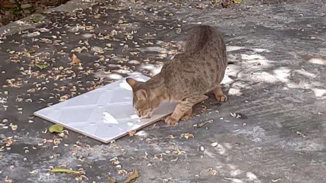 The cat is eating lunch