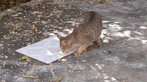 The cat is eating lunch