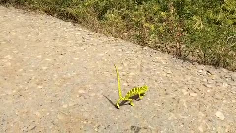 GARDEN LIZARD RAMPWALK ON ROAD