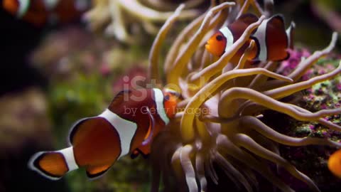 A small clownfish